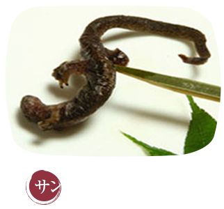 サンショウウオの串焼き